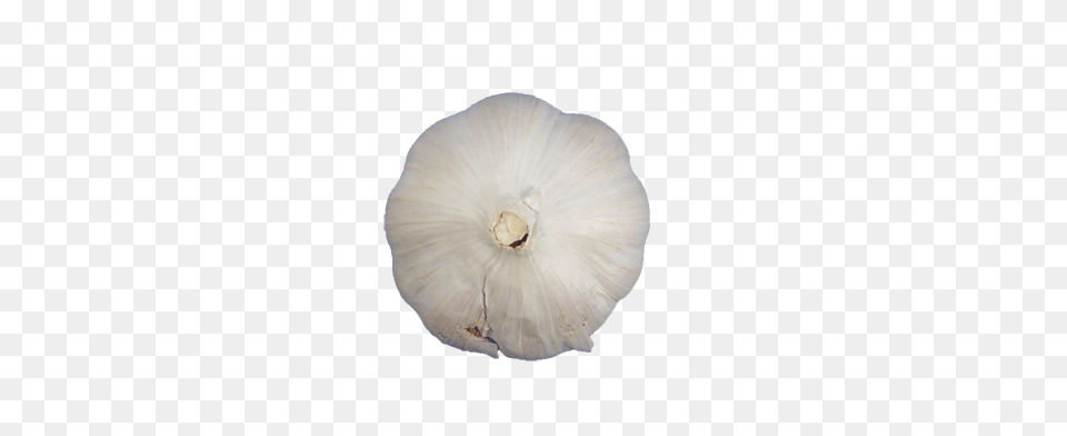 Garlic, Food, Produce, Plant, Vegetable Png