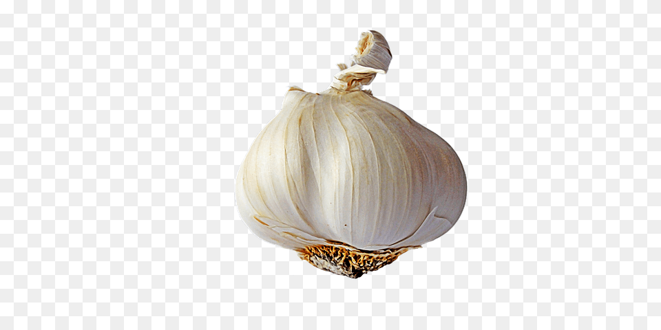 Garlic, Food, Produce, Plant, Vegetable Png Image