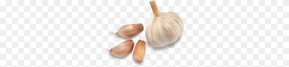 Garlic, Food, Produce, Plant, Vegetable Png Image