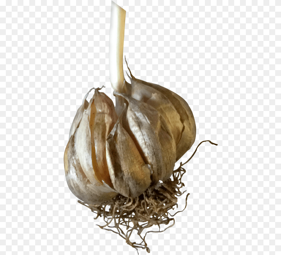 Garlic, Food, Produce, Plant, Vegetable Free Transparent Png