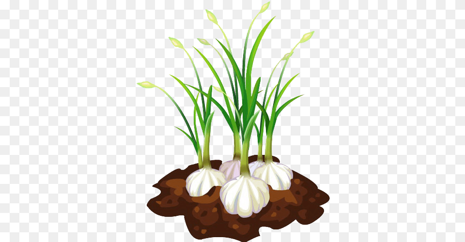 Garlic Bread Hd Clipart Garlic Plant Clipart, Food, Produce Free Png Download