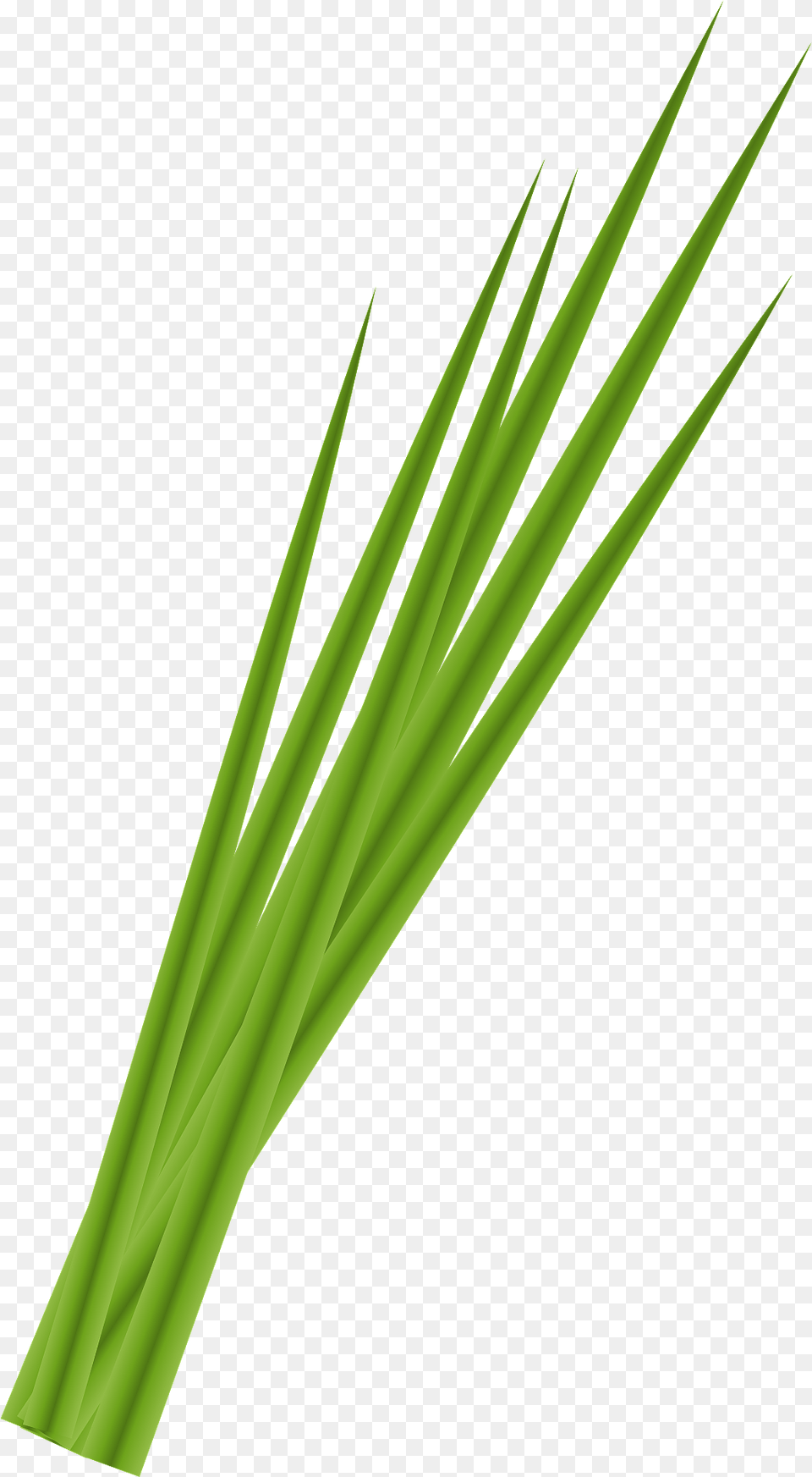 Garlic Chives Clipart, Grass, Plant, Green, Food Png