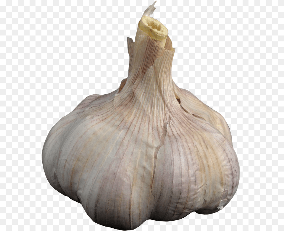 Garlic Clipart, Food, Produce, Plant, Vegetable Png