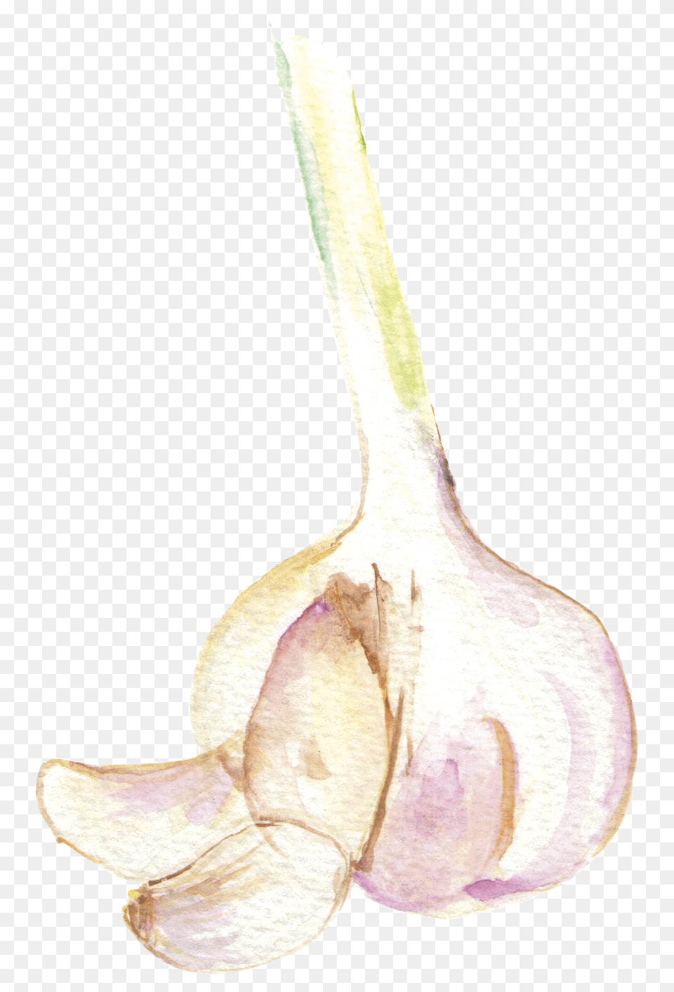 Garlic Garlic Watercolor, Food, Produce, Plant, Vegetable Png Image