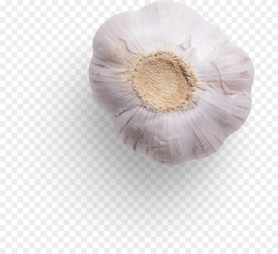 Garlic Graphic Asset Anemone Free Transparent Png