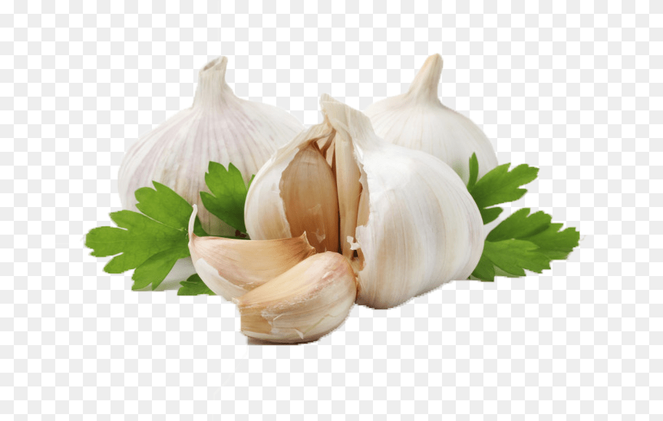 Garlic Olive Oil Herb Ingredient Transparent Background Garlic, Food, Produce, Plant, Vegetable Png