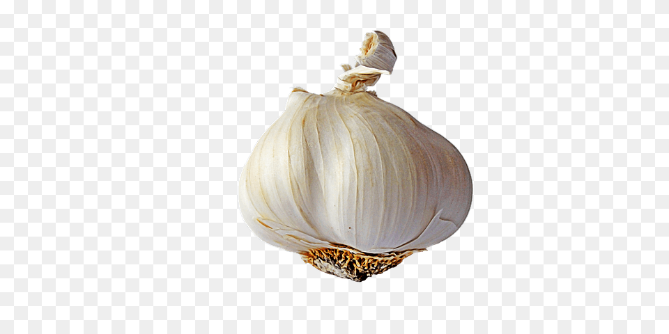 Garlic Single, Food, Produce, Plant, Vegetable Free Png