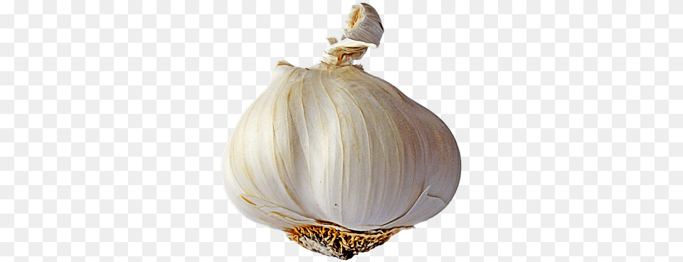 Garlic Single Transparent Garlic With No Background, Food, Produce, Plant, Vegetable Png Image