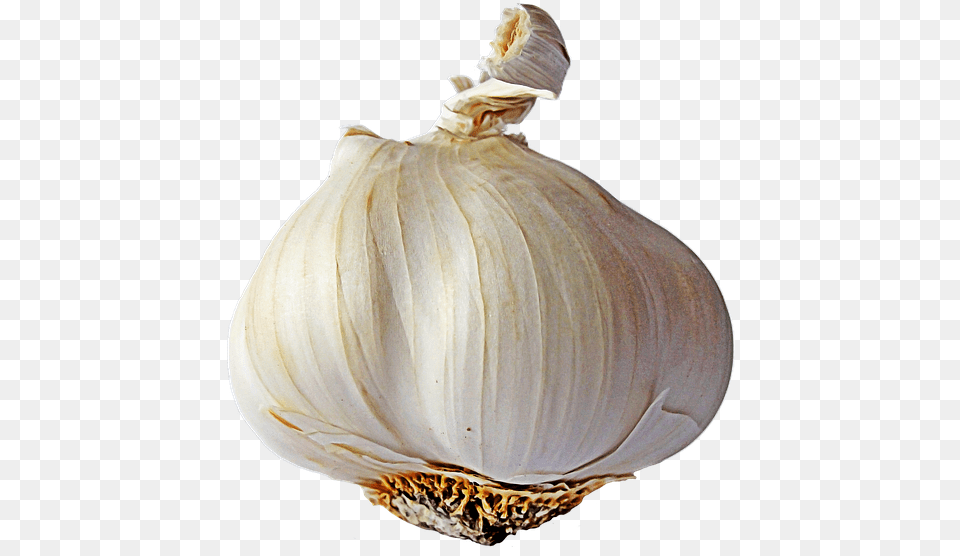 Garlic Transparent Background, Food, Produce, Plant, Vegetable Png