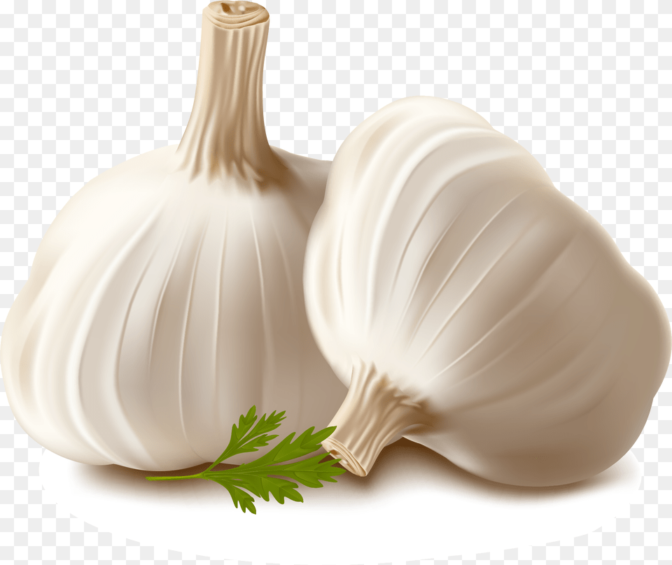 Garlic Vector, Food, Produce, Plant, Vegetable Free Png Download