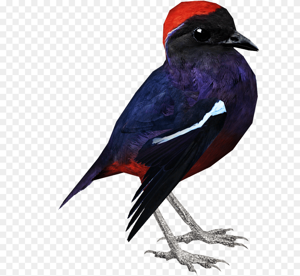 Garnet Pitta Swallow, Animal, Bird, Finch, Blackbird Free Png Download