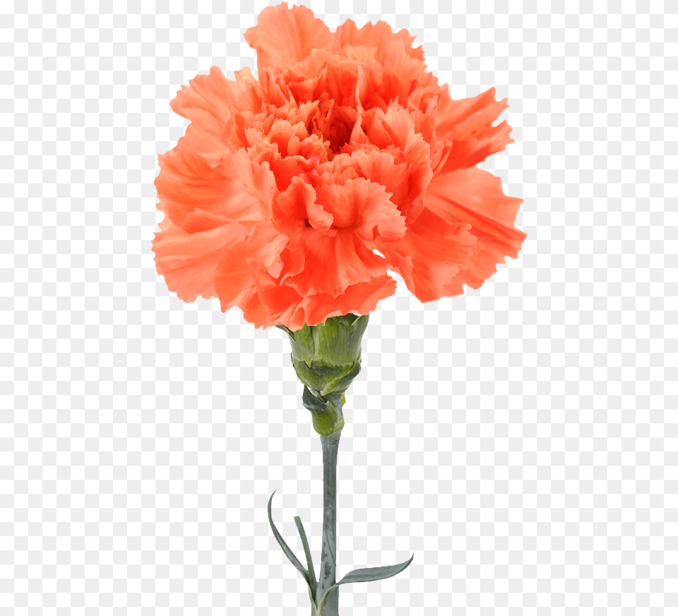 Garofano Arancio, Carnation, Flower, Plant Png