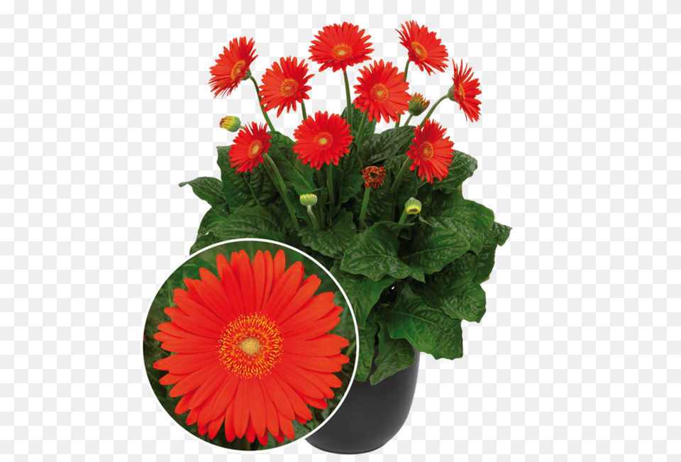 Garvinea Sweet Glow All Season Flowers In Canada, Daisy, Flower, Flower Arrangement, Plant Free Png Download