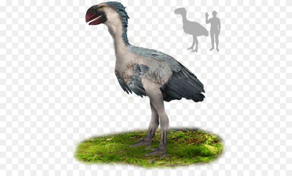 Gastornis, Animal, Bird, Vulture, Person Free Png Download