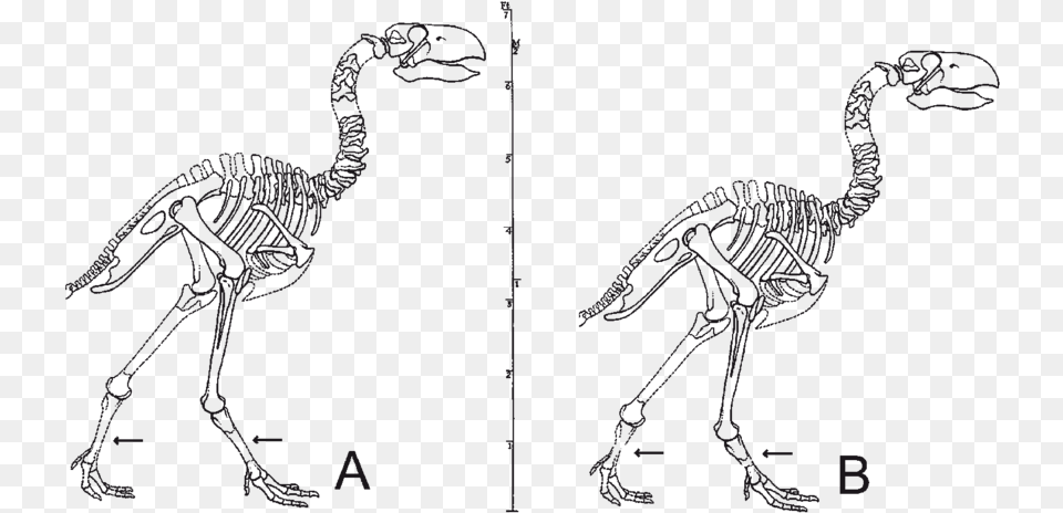 Gastornis Skeleton, Animal, Bird Png Image