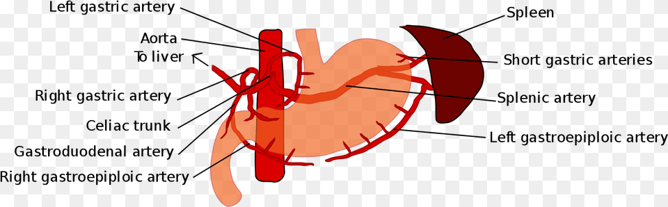 Gastric Blood Supply, Food, Seafood, Animal, Crawdad Png