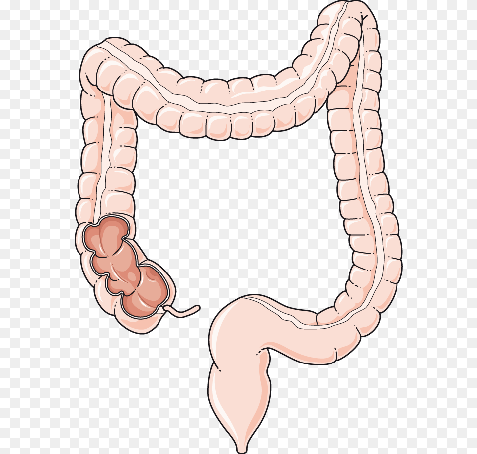 Gastroenterology Archives Servier Medical Colon, Animal, Reptile, Snake Png