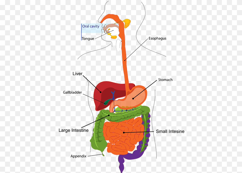 Gastrointestinal Tract Diagram, Bow, Weapon Free Png Download