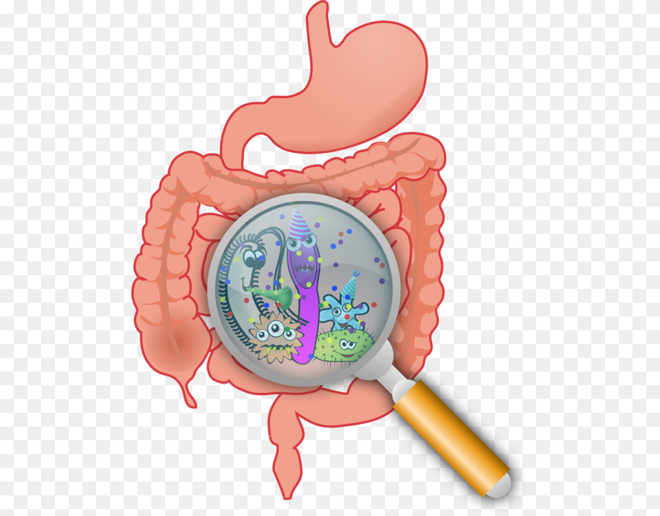 Gastrointestinal Tract Gut Flora Bacteria Large Intestine Small, Food, Ketchup, Magnifying Png Image