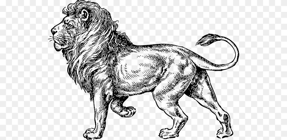 Gates Promo Gabriel Zeldis Rock Lion Tattoo, Animal, Mammal, Wildlife, Art Free Transparent Png