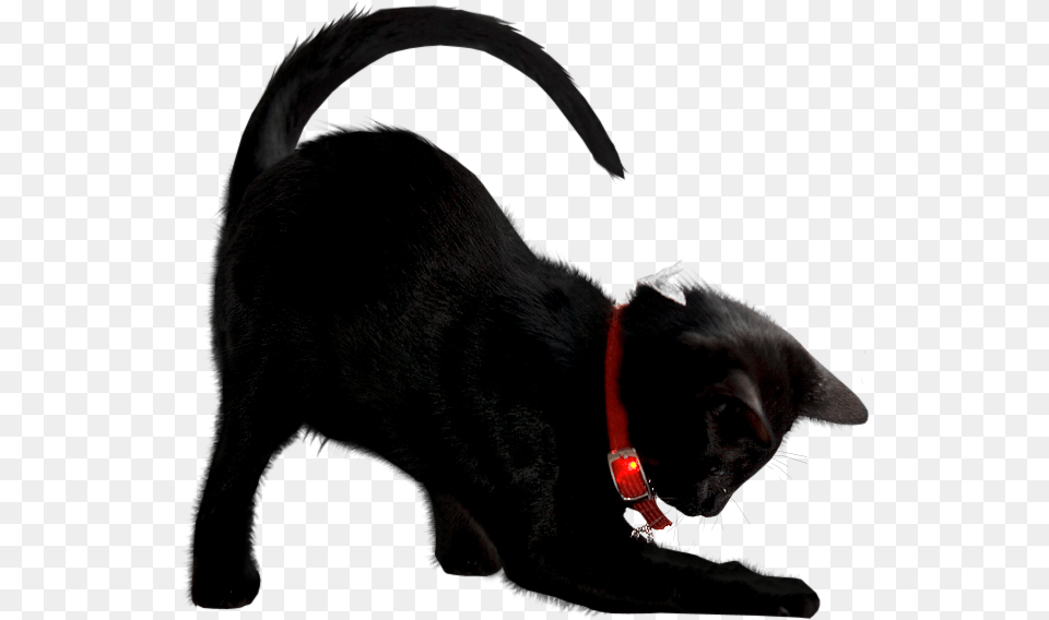 Gato 01 Cat, Accessories, Animal, Mammal, Pet Free Png
