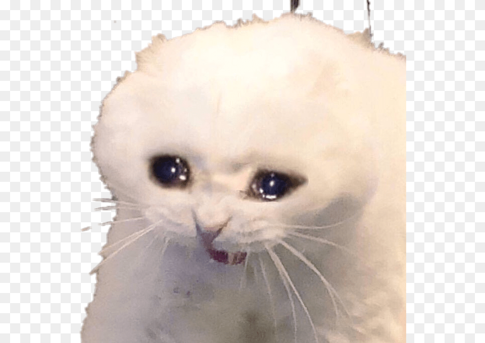 Gato Llorando Sadaesthetic Sad Cat Meme, Angora, Animal, Mammal, Pet Png Image