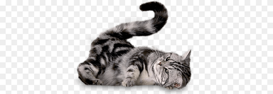 Gato Sitandplas Imagenes De Gatos En, Animal, Mammal, Tiger, Wildlife Png