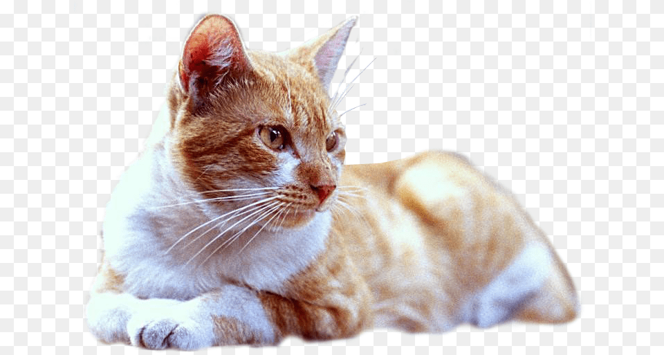 Gato Tumbado, Animal, Cat, Mammal, Manx Free Png