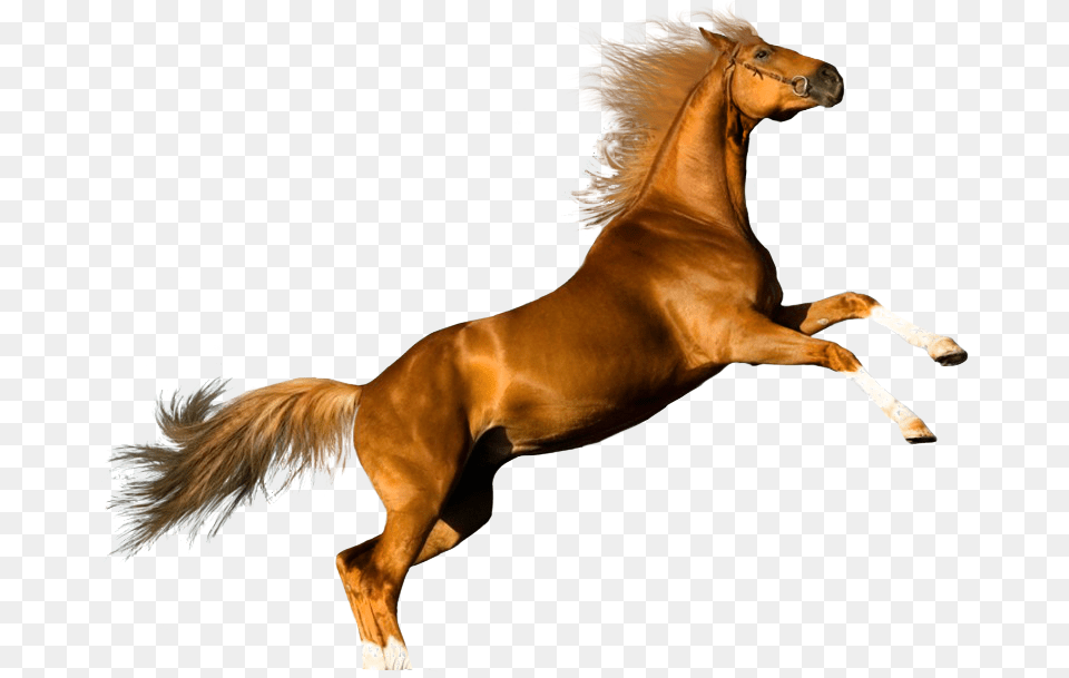 Gato Y Caballo Images With Background Download, Animal, Mammal, Colt Horse, Horse Png