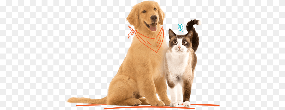 Gatos Max Total Alimentos Perros Max, Animal, Canine, Dog, Golden Retriever Free Png Download