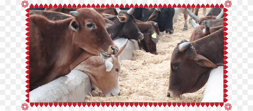 Gau Sewa Dairy Cow, Animal, Bull, Cattle, Livestock Png Image