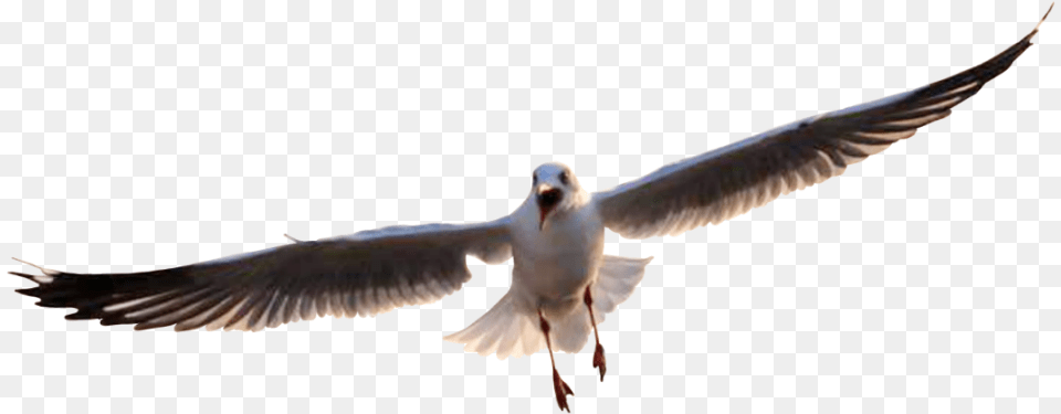 Gaviota Great Black Backed Gull, Animal, Bird, Flying, Seagull Free Transparent Png
