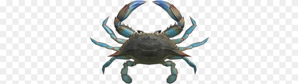 Gazami Crab Animal Crossing New Horizons Gazami Crab, Food, Seafood, Invertebrate, Sea Life Free Transparent Png