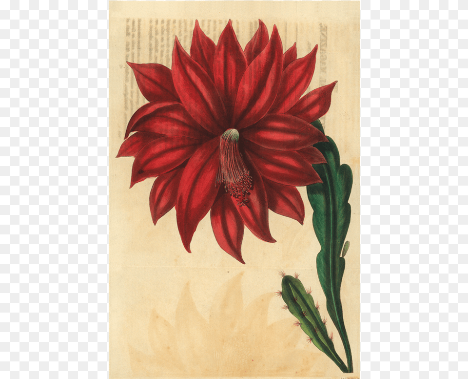 Gazania, Dahlia, Flower, Plant, Art Free Transparent Png