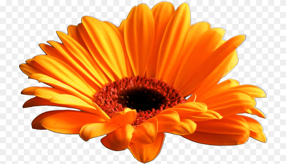Gazania Download Gerbera Daisy Flower Transparent Background, Anther, Petal, Plant, Pollen Png Image