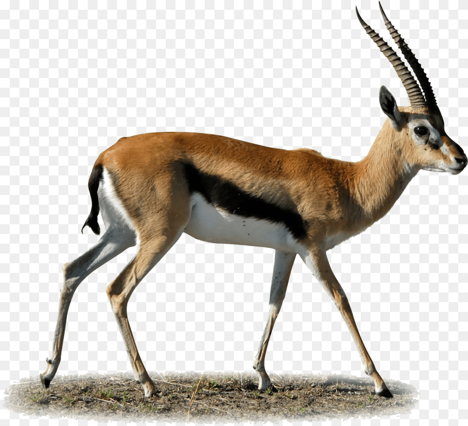 Gazelle Clipart Gazelle, Animal, Antelope, Mammal, Wildlife Png