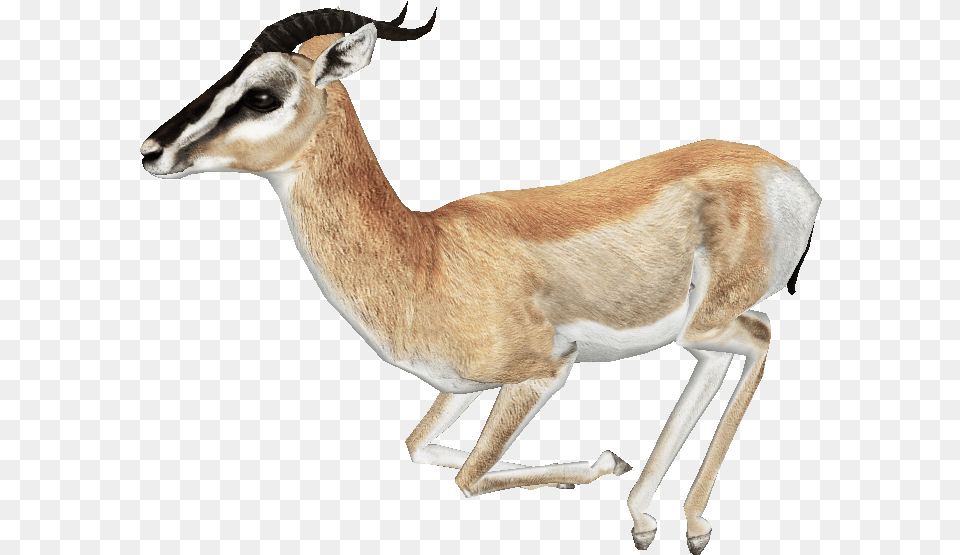 Gazelle Download Gazelle, Animal, Antelope, Mammal, Wildlife Free Transparent Png