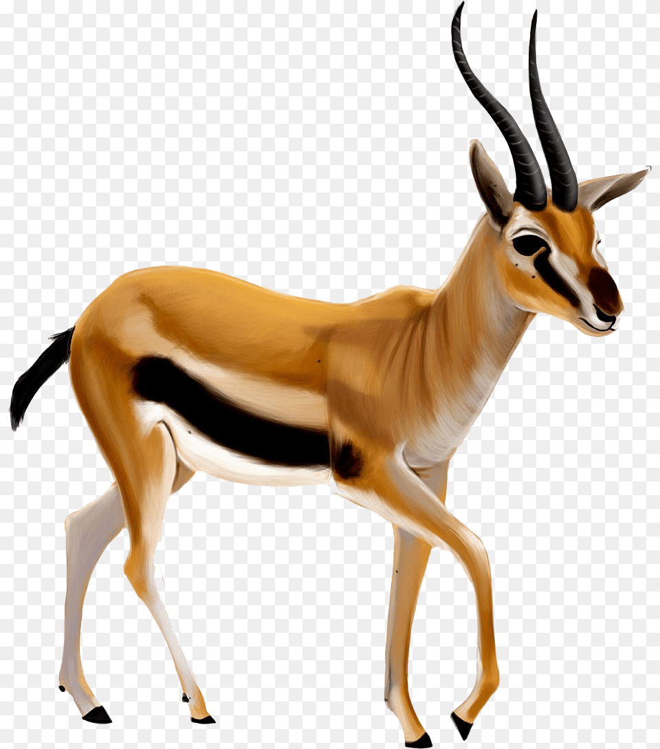 Gazelle Transparent Antelope, Animal, Mammal, Wildlife, Impala Png