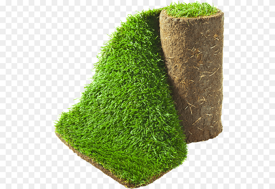 Gazon En Rouleau Aveve, Moss, Plant, Tree Free Transparent Png