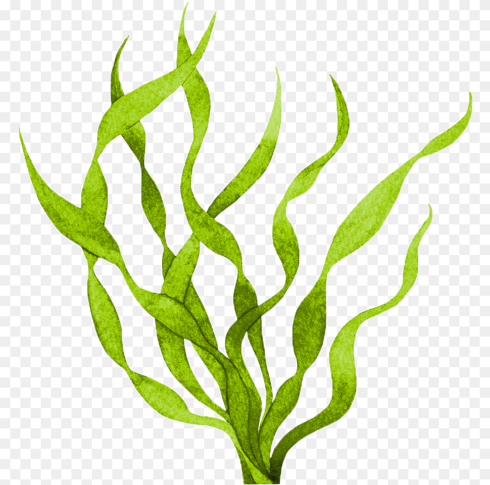 Gdg Surface Algae Control Transparent Seaweed Clipart Cartoon Seaweed No Background, Leaf, Plant Free Png