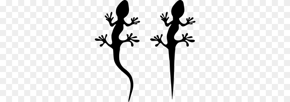 Gecko Gray Free Png Download