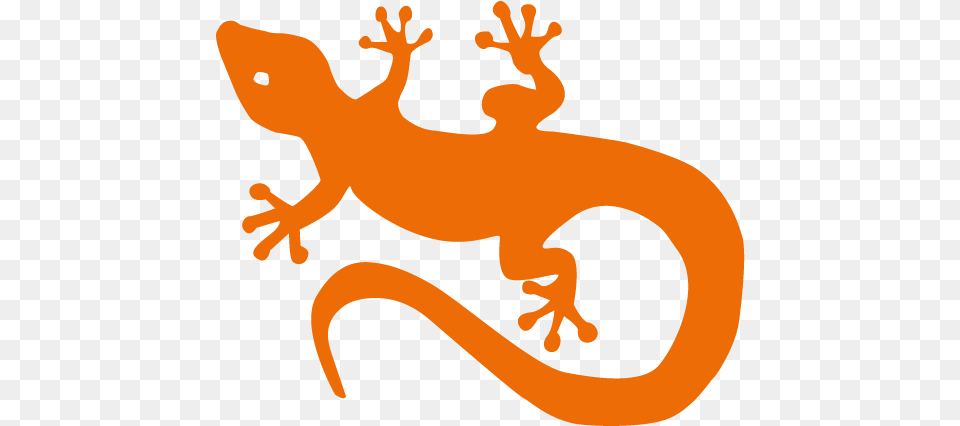 Gecko, Animal, Lizard, Reptile, Amphibian Png Image