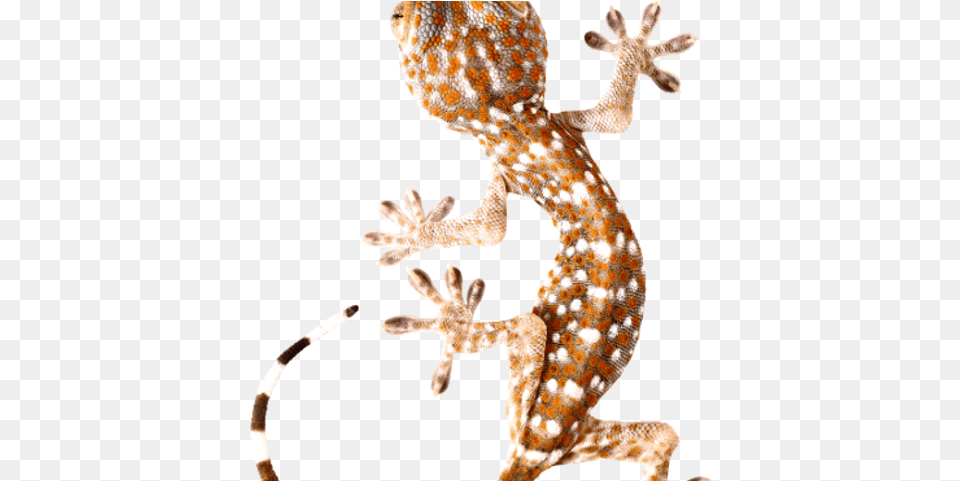 Gecko, Animal, Lizard, Reptile Png
