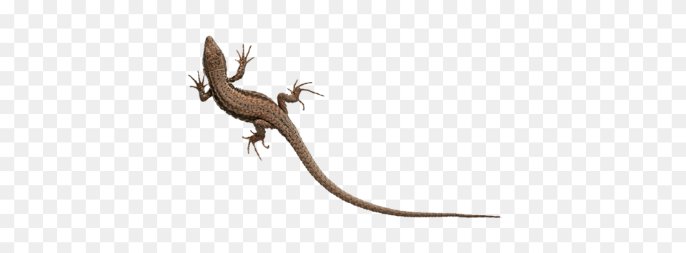 Gecko, Animal, Reptile, Lizard, Invertebrate Png Image