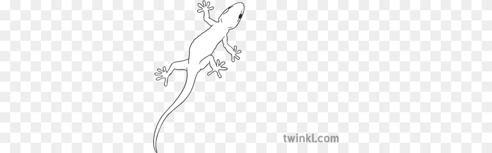 Gecko General Animal Reptile Lizard Secondary Black And Pick Up Sticks Free Png