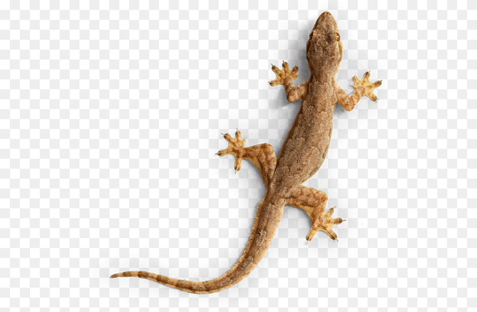 Gecko Img House Lizards, Animal, Lizard, Reptile Free Transparent Png