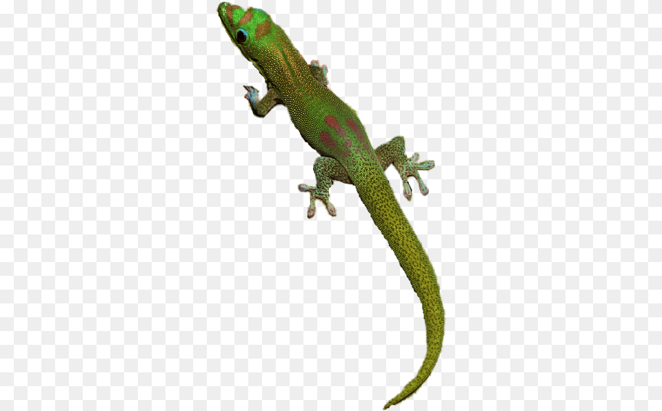 Geckos File Mart, Animal, Gecko, Lizard, Reptile Png Image