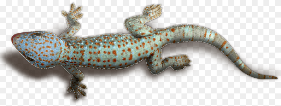 Geckos Mart Gecko Background, Animal, Lizard, Reptile, Anole Free Transparent Png