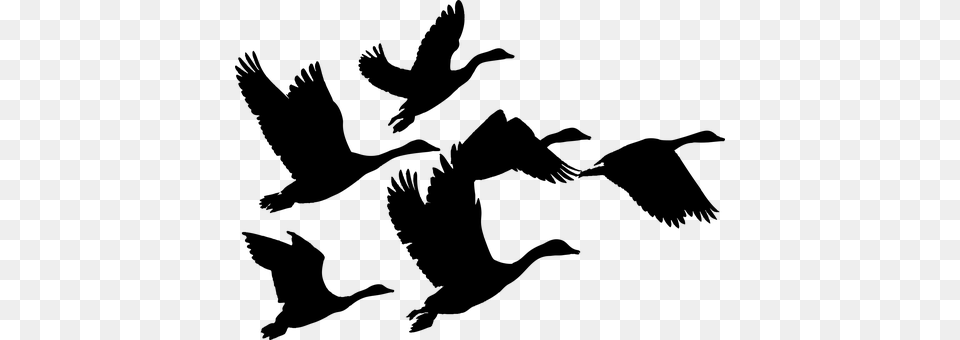 Geese Gray Png Image