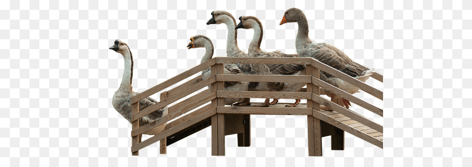 Geese Wood, Animal, Bird, Waterfowl Free Png